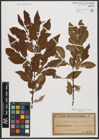 Foto von Salix silesiaca Willd.
